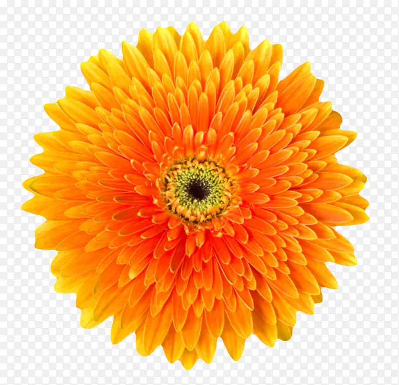 橙黄色有观赏性盛开的一朵大花实