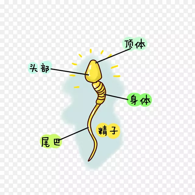 卡通精子简介