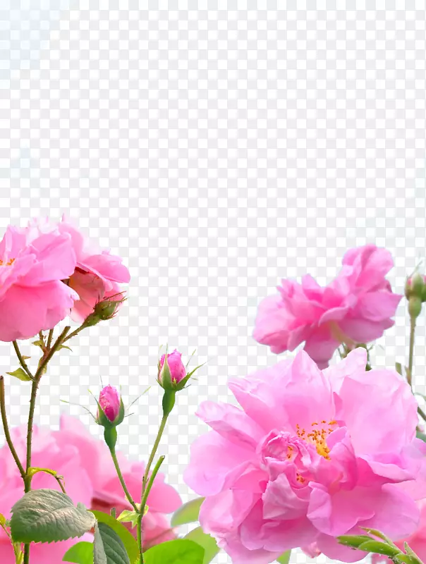 粉色玫瑰花png素材
