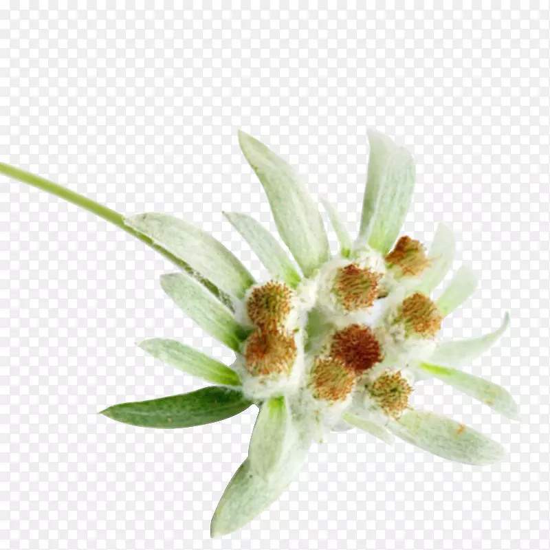 雪绒花植物png