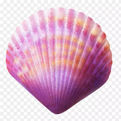 紫壳