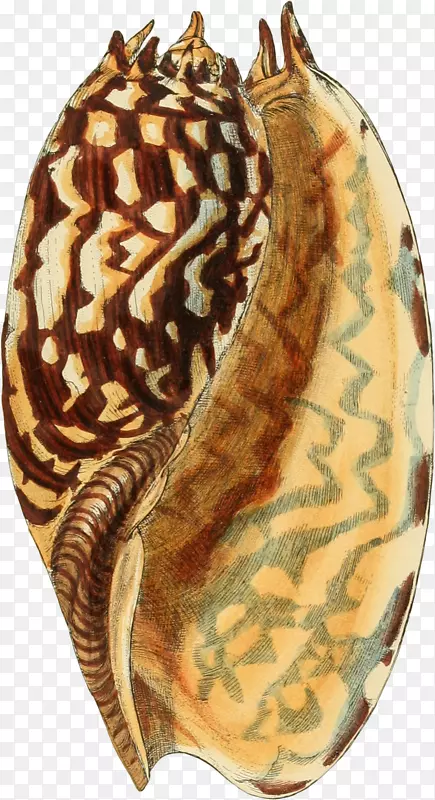 多样的手绘海螺壳-14