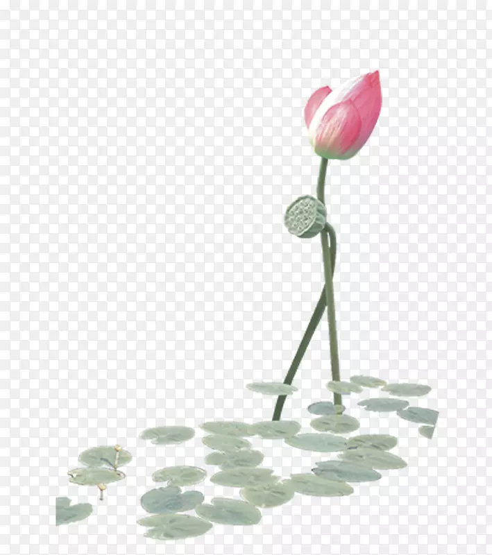 粉色荷花
