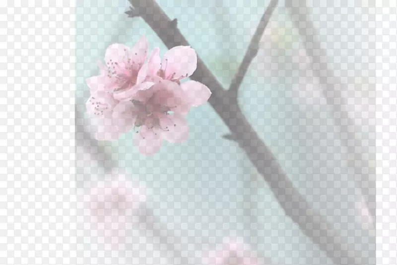 春天 草地 桃花 梨花 渐变透明元素25