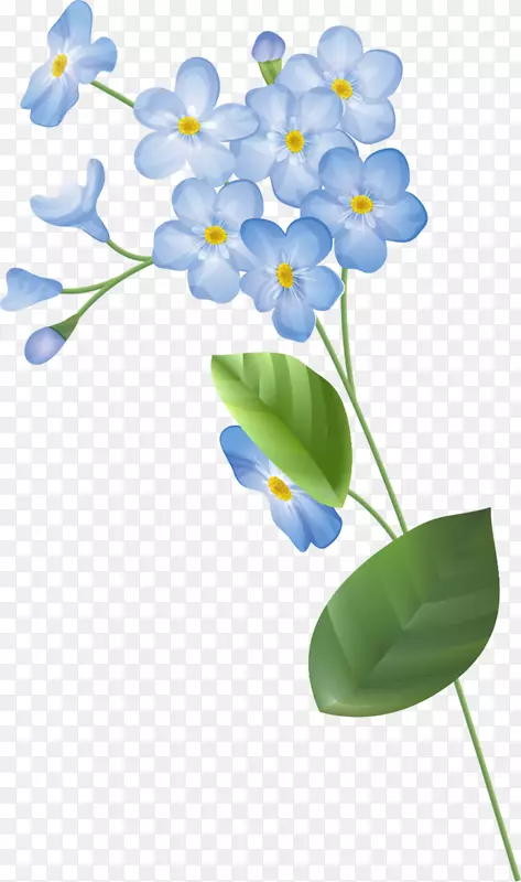 春暖花开蓝色花朵