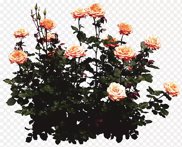 一簇菊花PNG图片素材下载_图片编号zylrozoy-免抠素材网