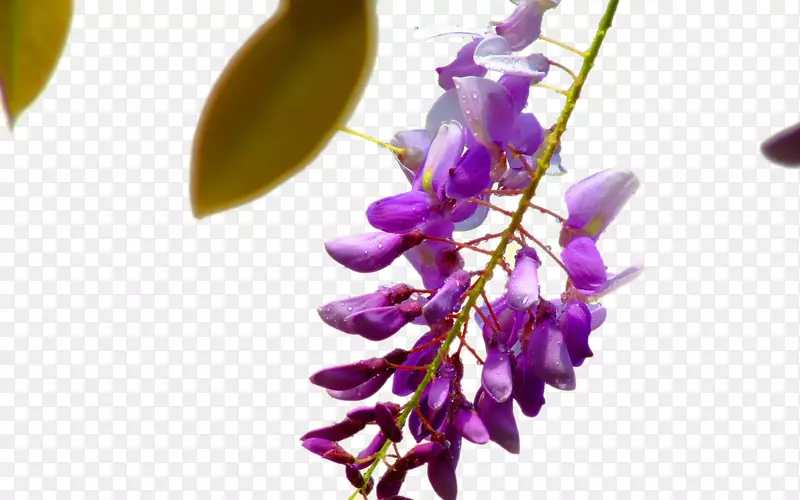 紫藤花植物