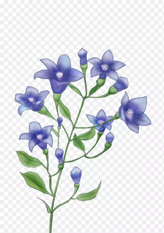 蓝色的桔梗花