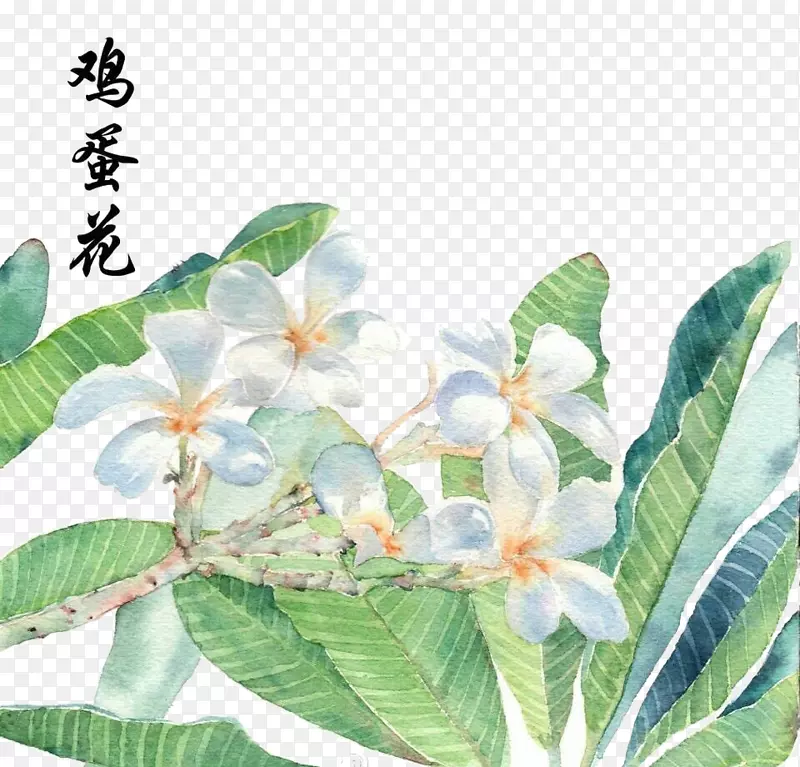 水彩手绘鸡蛋花素材