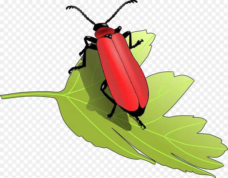 绿叶上的红色甲虫矢量图