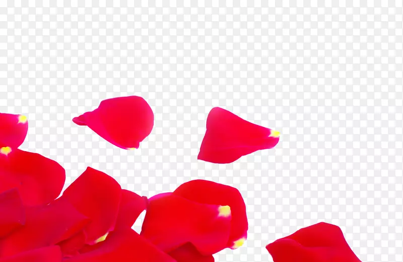 红色散落的玫瑰花瓣
