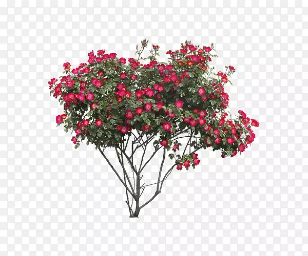 红色海棠花素材