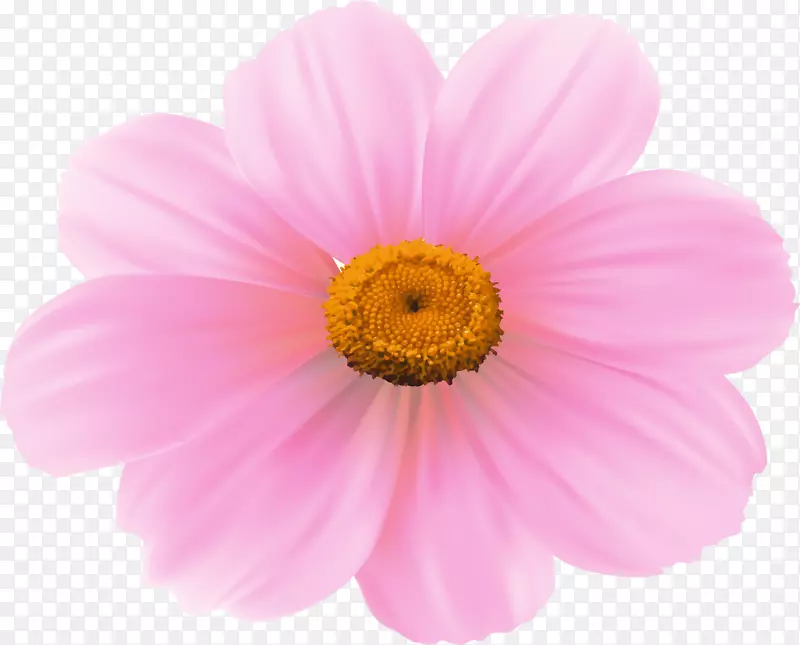 唯美粉色花朵