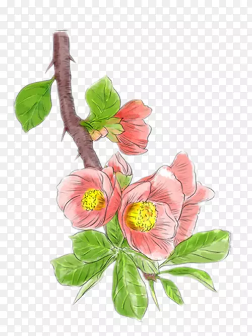 手绘海棠花图片
