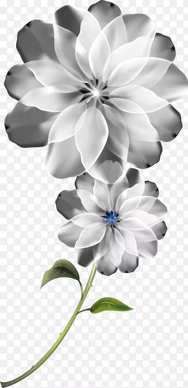 梦幻唯美白色花朵