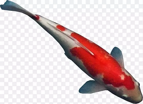 鲤鱼