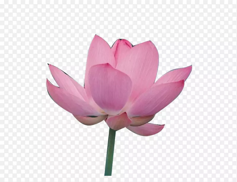 荷花10