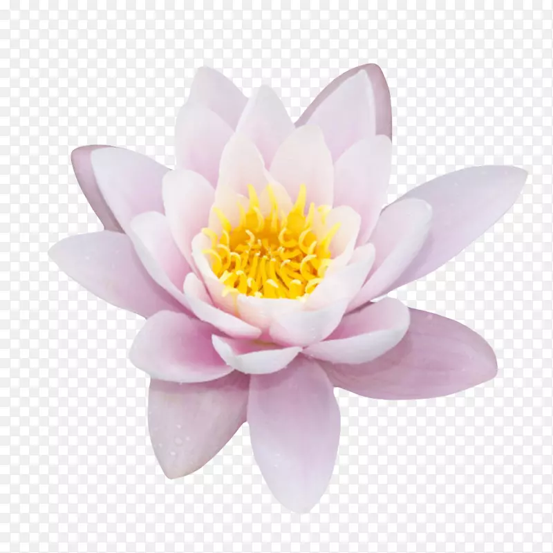 粉白色纯洁的莲蓬开花的水芙蓉实