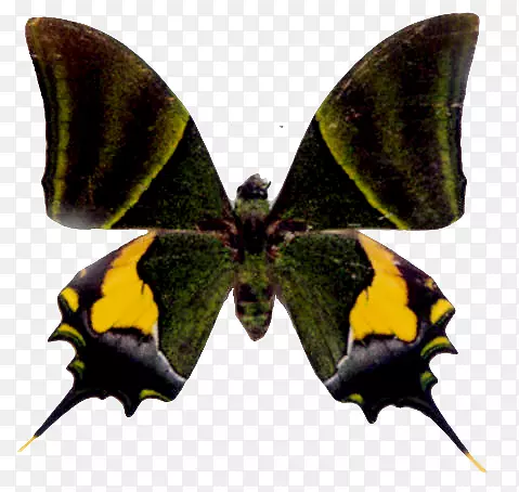 黄色燕尾蝶