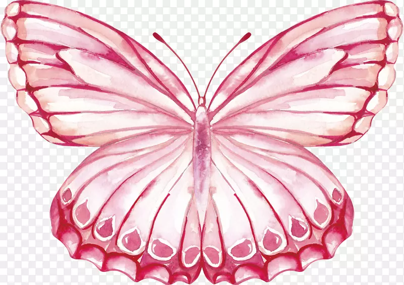 粉色蝴蝶