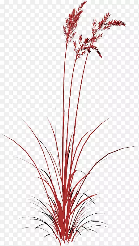 红色植物