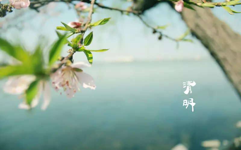 春天 四月 清明节 青团 海报 背景24