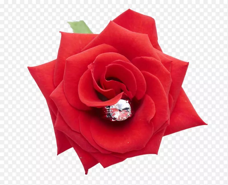 红玫瑰和戒指