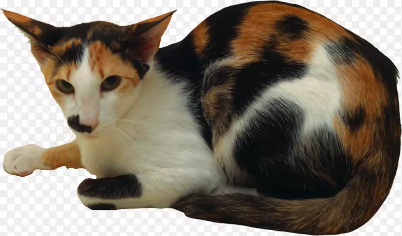 卡通躺着的小花猫png