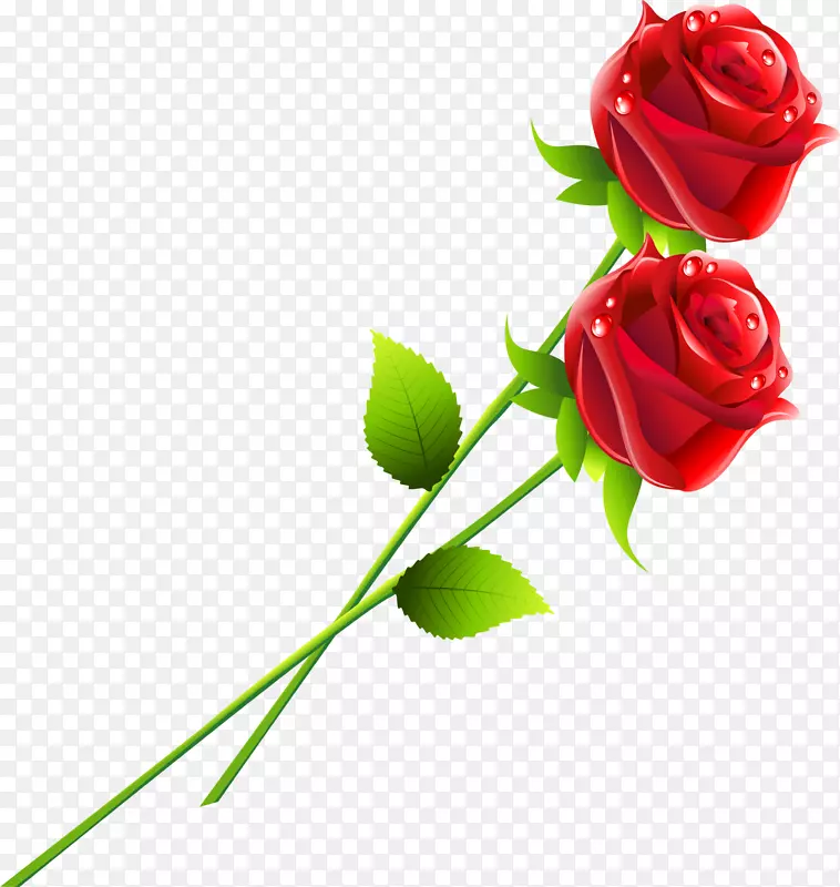 红色娇艳美丽玫瑰