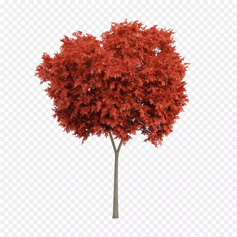不规则形状笔直红色叶子树木
