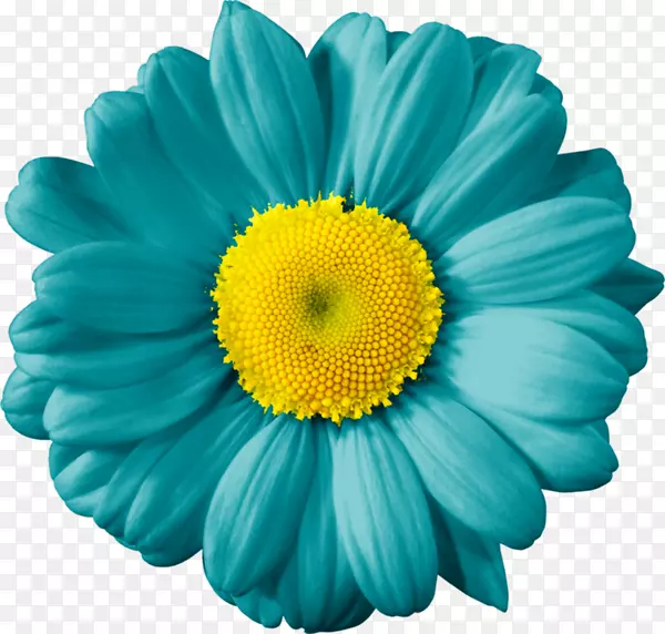 黄色花蕊的蓝色鲜花