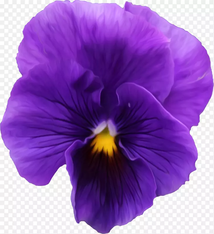 深紫色花朵