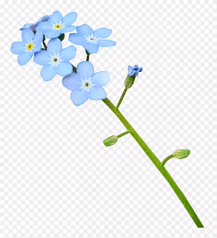 蓝色的花