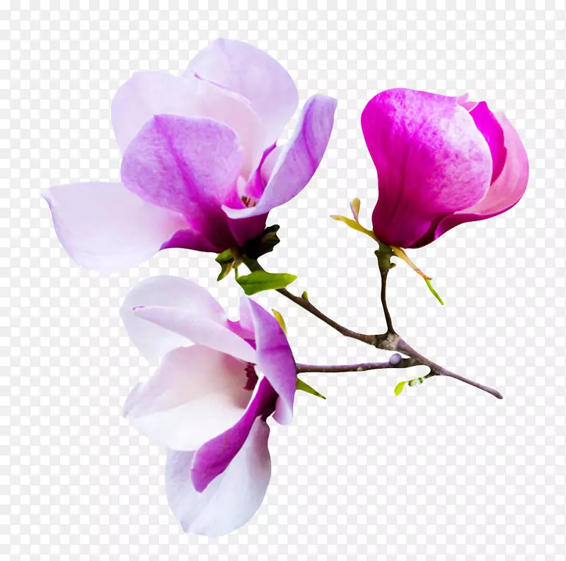 紫色香味分支萌芽的玉兰花瓣实物