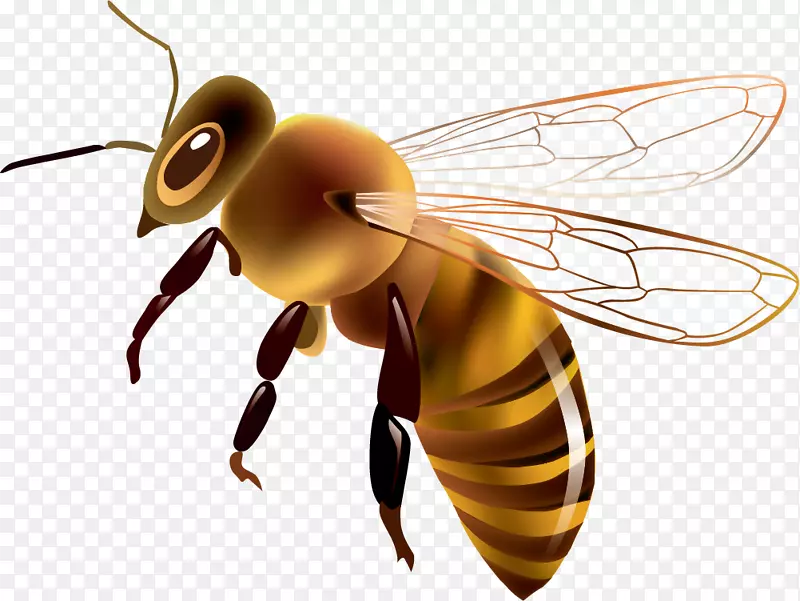 手绘黄色蜜蜂