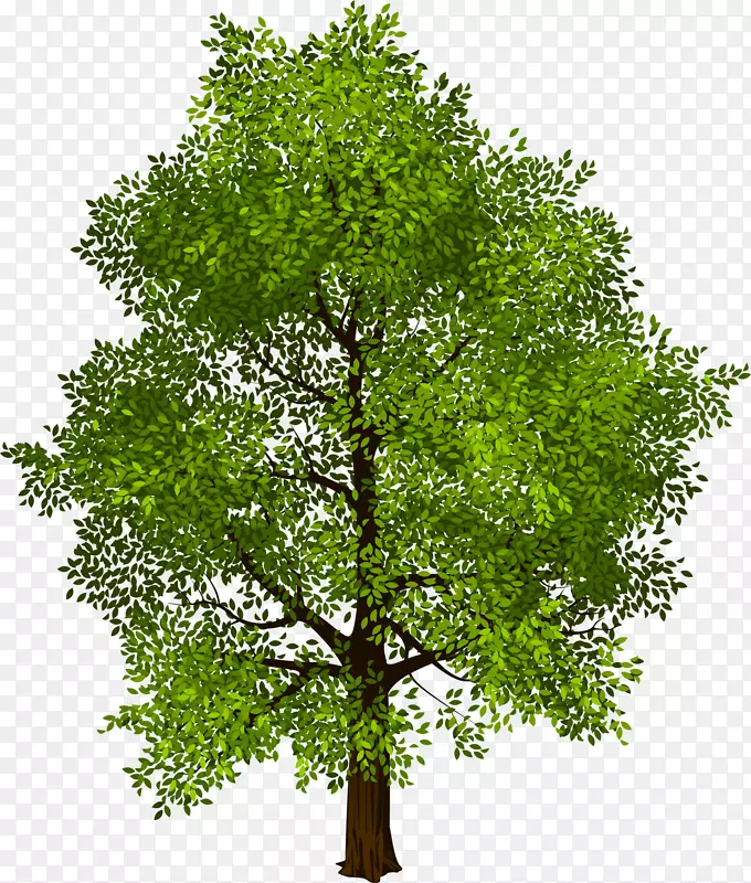大自然绿色大树