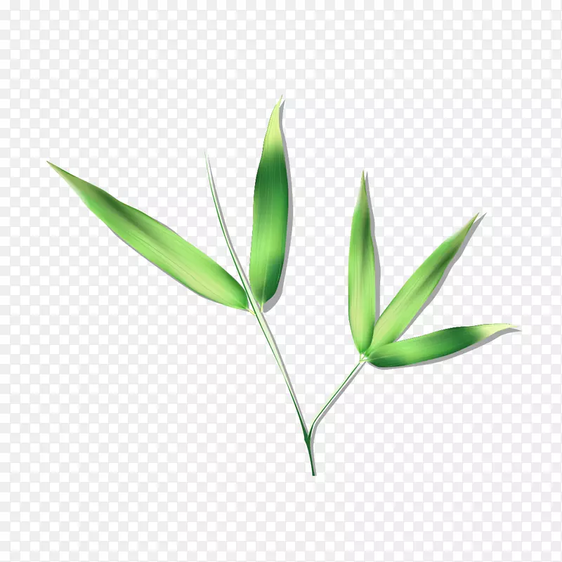 绿色竹子叶
