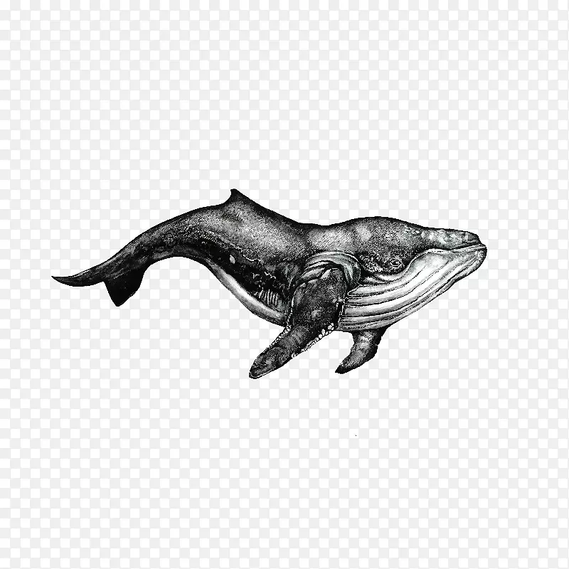 手绘一只黑色座头鲸生物百科插画