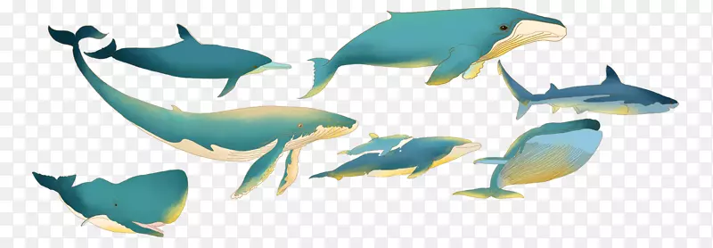 手绘海洋生物装饰插图鲸鱼插画