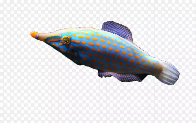 深海鱼