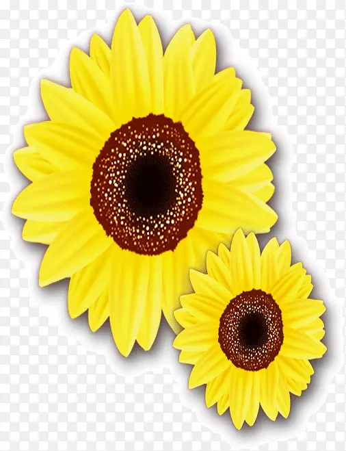 黄色太阳花
