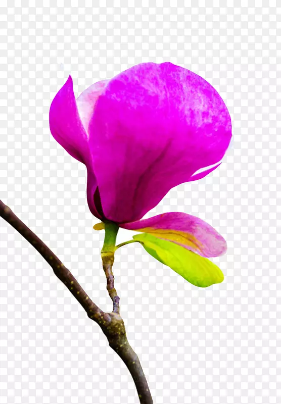 紫色香味分子带绿色叶的玉兰花瓣