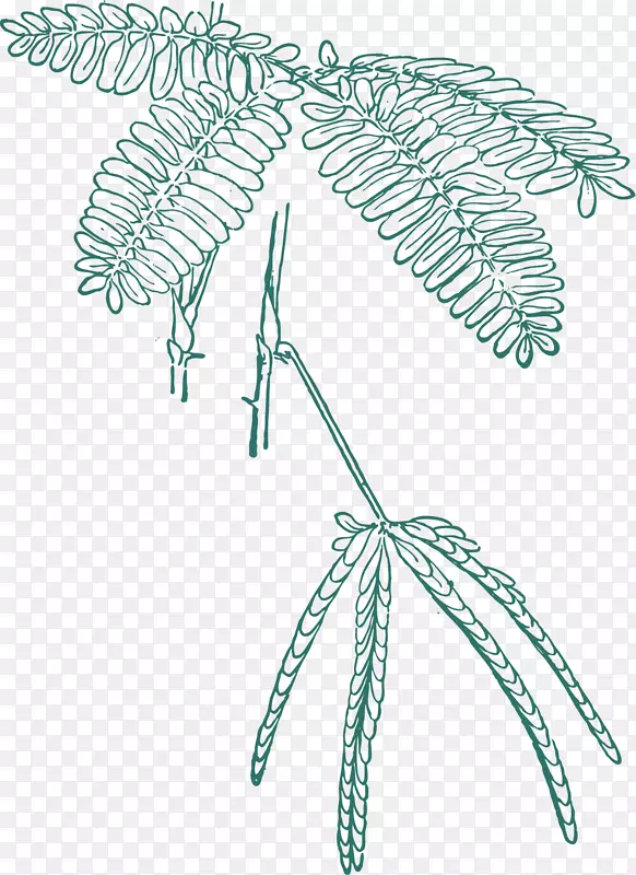 含羞草手绘