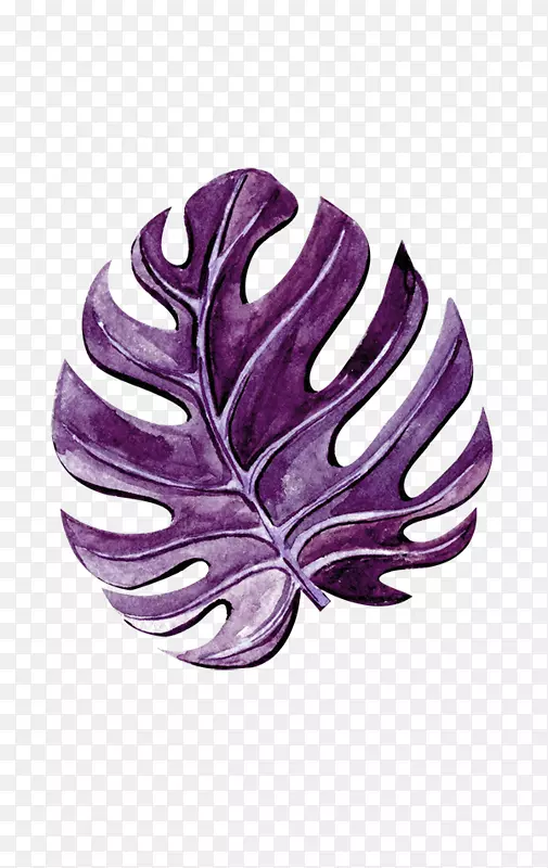紫色手绘的橄榄叶子