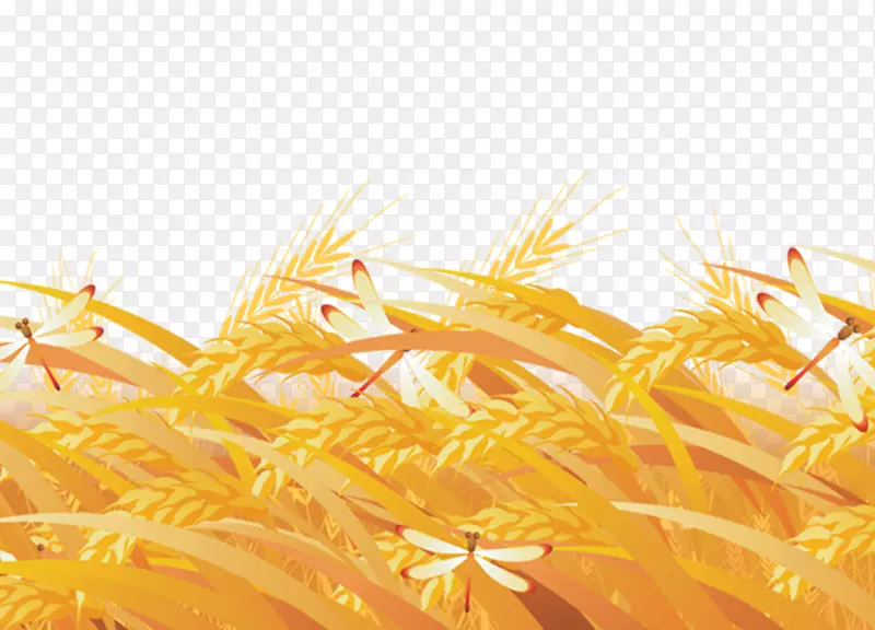 金色稻田稻谷蜻蜓元素