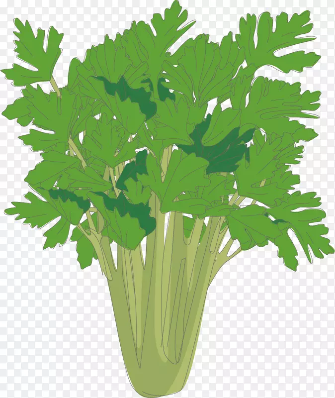 绿色密集的矢量芹菜