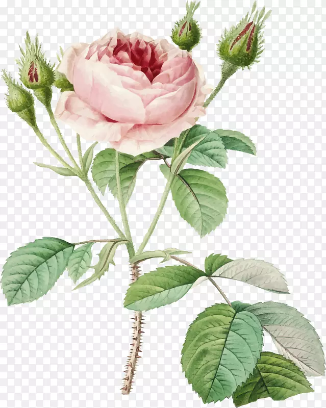 手绘美丽的粉玫瑰