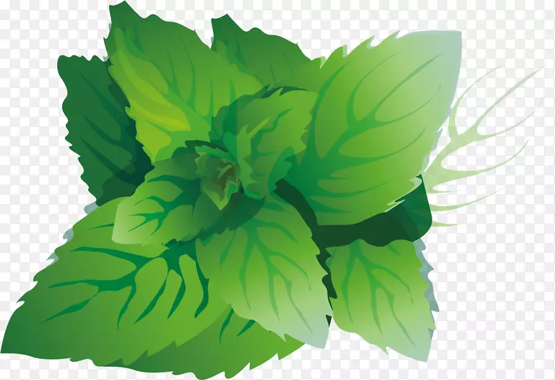 矢量图新鲜蔬菜大白菜