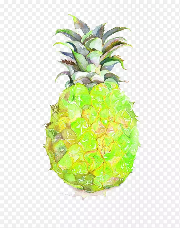 水彩菠萝