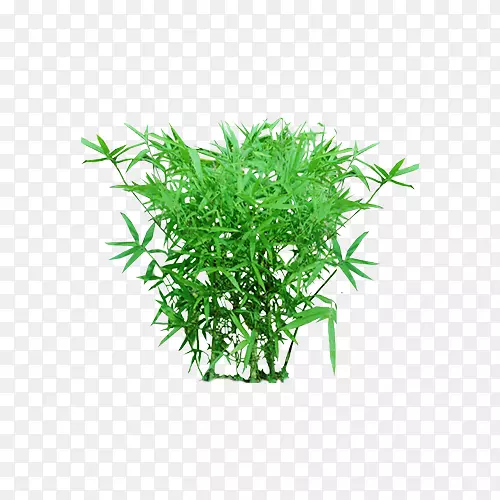 植物竹子花卉树木素材